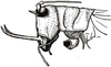 Dicranostomus monoceros Dohrn, 1888: Fig. 148. male head and pronotum, lateral view. (Otu).