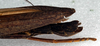 CollectionObject 1561458; d3bbd5c1-6aa8-4de9-840c-26470be484d4: copyright NMW, Vienna. (CollectionObject).;CollectionObject 1561459; de40d908-e0b5-49a5-84aa-64fda3b35e2c: copyright NMW, Vienna. (CollectionObject).