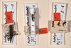 CollectionObject 1559944; 29388811-ae3e-4928-875d-63bb55b7a5ee: copyright OUMNH. synonym Bacteria bogotensis (paralectotypes). (CollectionObject).;CollectionObject 1559945; a00a39a0-cb2f-436a-b56c-b7e98a22e487: copyright OUMNH. synonym Bacteria bogotensis (paralectotypes). (CollectionObject).;CollectionObject 1559946; e50dc672-7404-4b79-96b8-f57871c7a498: copyright OUMNH. synonym Bacteria bogotensis (paralectotypes). (CollectionObject).