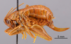 CollectionObject 1521987; ee2e2e7f-4555-4e5a-a05b-6772fade9f56: Female, lateral view (syntype). (CollectionObject).