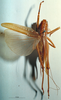 CollectionObject 1503250; MBBJ 3225970, ab3a807a-eea6-42fd-b006-8515aa748e09: female, dorsal view. (CollectionObject).