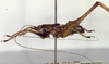 CollectionObject 1504240; ed73b0ea-a3db-4927-a19f-76c232653ca8: male, lateral view (holotype). (CollectionObject).