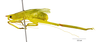 CollectionObject 1565156; fa7952a0-9538-451b-83e2-f4e8260d2996: male, lateral view (holotype). (CollectionObject).