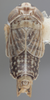 Habitus, dorsal view on Athysanella (Athysanella) magdalena Baker, 1898: Dorsal - Male. (Observation).