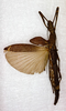 CollectionObject 1559821; 072b0a66-2299-400b-8feb-34f4fffb3e5c: copyright ANSP. female (holotype). (CollectionObject).