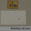 CollectionObject 1572965; d182be59-286b-4d24-8462-e17ffd8e5ee8: Copyright Natural History Museum, London. Labels from non-type (adult female) in BM(NH). Underside. (CollectionObject).