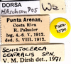 CollectionObject 1565728; b872076a-6a6d-423a-a1e7-52e518c733d5: labels (paratype). (CollectionObject).