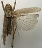 CollectionObject 1535137; 3f717f7a-fe46-4829-83d3-ae3d77d9d543: male, dorsal view (holotype). (CollectionObject).