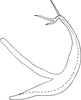Aedeagus, lateral view on Edwardsiana tshinari Zakhvatkin, 1947: Aedeagus, lateral view (Caucasus). (Observation).