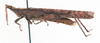 CollectionObject 1506823; 0bebff1e-1a55-4f95-923f-185979b96846: male, lateral view (holotype). (CollectionObject).