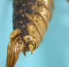 CollectionObject 1542920; 11d8cfa1-dc55-42e8-9fe8-666f844e2483: female, apex of the abdomen ventro-lateral view (allotype of Cerberodon cuiabensis). (CollectionObject).