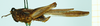 CollectionObject 1477358; 84585d28-da07-4b49-9c3d-9310df39b96b, NHMUK010924791: male, lateral view (syntype). (CollectionObject).