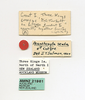 CollectionObject 1572436; 18045714-b8ea-495b-9233-3e200dccc647: copyright AMNZ, Auckland. male, data labels (paratype). (CollectionObject).