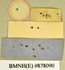 Oxyhaloa deusta (Thunberg, 1784): Holotype, female, labels, reverse. BMNH(E)#878090. (Otu).