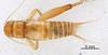 CollectionObject 1522843; 46e30413-6ac9-4b54-bb72-dd461b27ae97: Male, dorsal view (holotype). (CollectionObject).