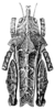 Misythus cristicornis (Walker, 1871): Pl. XXI, Fig. 1 (Mount Maquiling, Luzon). male, dorsal view. (Otu).