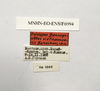 CollectionObject 1588097; 1a3dc499-bf8e-47fa-a0f3-93aad6f831db, MNHN-EO-ENSIF6994: labels (paratype). (CollectionObject).