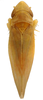 Habitus, dorsal view: !! display not done !! on Erasmoneura rubricata (Van Duzee, 1909): Habitus (KSEM collection). (Observation).