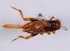 CollectionObject 1539971; 72298e63-3818-4b07-b0c2-e1d172f0f955: male, dorsal view (holotype). (CollectionObject).