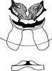 Abdomen, sternal apodemes, ventral view: Abdomen, sternal apodemes, ventral view (E. devastans, Distant, 1918). (Observation).