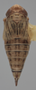 Habitus, dorsal view on Athysanella (Amphipyga) nielsoni Blocker, 1990: Dorsal. Paratype. (Observation).