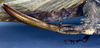 CollectionObject 1500369; 614ca711-6f24-4b58-91ef-ce4d4f6326e4: ovipositor (holotype). (CollectionObject).