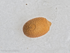Brockphasma spinifemorale Ho, Liu, Bresseel & Constant, 2014: copyright Bruno Kneubuhler. egg. (Otu).