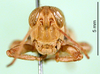 CollectionObject 1500267; 91ca1b7d-e015-49cb-b8a3-8f021a59292d: male, frontal view (syntype). (CollectionObject).