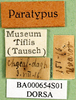 CollectionObject 1566728; 7d5f4211-1d98-4e53-b067-2cd7f4c1a59a: labels (paratype). (CollectionObject).