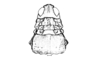 Uretacris lilai Liebermann, 1943: Fig. 231. female head and pronotum, dorsal view. (Otu).