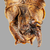 CollectionObject 1499290; 99d63244-8542-42bd-939b-6f09794e50ff: Male, terminalia, dorsal view (holotype). (CollectionObject).