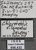 Other on Chlorotettix filamenta DeLong, 1937: Labels. (Observation).