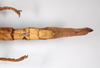 CollectionObject 1563527; 2846a930-93b0-4f85-90ad-10e5e80bb43b: copyright ZMHB, Berlin. female: end of abdomen, dorsal view (holotype). (CollectionObject).