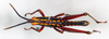 CollectionObject 1540621; 9f9c6362-50ed-49d9-b2d8-35276286bac8: male, dorsal view (holotype). (CollectionObject).