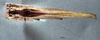 CollectionObject 1522100; 28a599d8-463f-4761-827f-6813b80e2278: female, dorsal view (holotype). (CollectionObject).