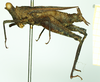 CollectionObject 1532591; dacc0729-6ff4-49ff-b72f-b183181c0f86: female, lateral view (holotype). (CollectionObject).
