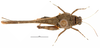 CollectionObject 1583399; 337eebf6-6225-4ef7-9518-d97c46528136: female, dorsal view (allotype of Probolotettix exilis). (CollectionObject).