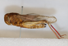 CollectionObject 1594420; 67e387da-828f-40f1-b07e-2bd409f9736a: female, lateral view (paratype of Scintharista punjabi). (CollectionObject).