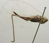 CollectionObject 1535994; 0135e7ad-417e-4968-ad7c-8543bef6b667: female, lateral view (syntype). (CollectionObject).