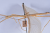 CollectionObject 1557785; 058a1922-a996-4f79-b99d-a3bbf6b99a3a: copyright NHMB, Basel. male: thorax, lateral view (syntype). (CollectionObject).
