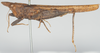 CollectionObject 1581301; dc66c425-e73c-49b1-a856-5937d56ccf7e: female, lateral view (syntype). (CollectionObject).