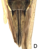 Ovipositor on Paralimnus (Paragygrus) orientalis (Lindberg, 1929) now Paralimnus (Paragygrus) japonicus (Matsumura, 1914): Ovipositor. (Observation).