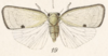Habitus, dorsal view on Anormenis nigrolimbata (Fowler, 1900): (Observation).