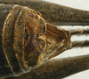 male cerci (holotype). Depicts CollectionObject 1517128; cd69ea84-eca0-4855-9674-ede3a879a1b9, a CollectionObject.