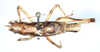 CollectionObject 1597498; 2c29c080-a1e0-4145-9526-e282bae97709: male, dorsal view. (CollectionObject).