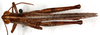 CollectionObject 1499491; 9480232f-b75f-43ef-b871-fd08dec34eba: male, dorsal view (holotype). (CollectionObject).