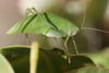 Lunidia viridis Hemp, 2010: female. (Otu).
