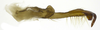 Stylus on Caetana pulchra Domahovski, Gonçalves, Takiya & Cavichioli, 2019: Male holotype [DZUP]: style, dorsolateral view. (Observation).