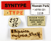 CollectionObject 1587229; MNHN(SF IMPORT DUPLICATE) MNHN-EP-EP1116, 7e1d335f-a908-4d0c-acb1-6a9e34b69d8b: CC BY-NC-ND 4.0/MNHN - Depraetere Marion - 2014. Syntype, sex unknown, of rugosa Shelford, 1907. Specimen number: MNHN-EP-EP1116. http://coldb.mnhn.fr/catalognumber/mnhn/ep/ep1116. (CollectionObject).