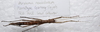 CollectionObject 1584685; 00390158-afee-4f49-96e2-0d3f63d719ab: copyright MBBJ, Bogor. female, dorsal view (paratype). (CollectionObject).